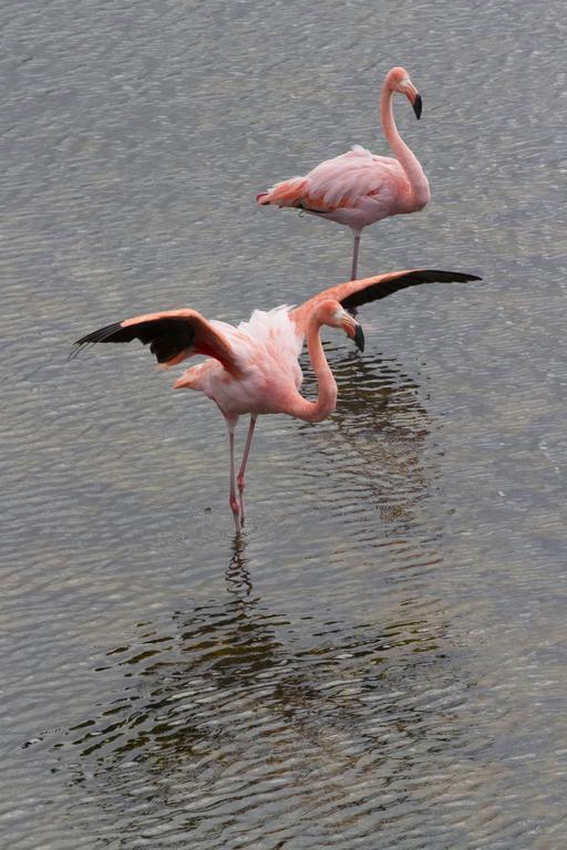 Paraiso De Isabela Puerto Villamil Exteriér fotografie