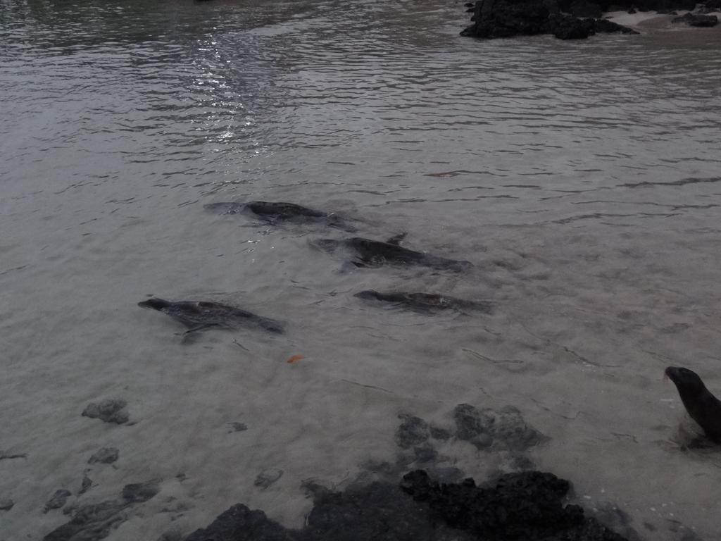 Paraiso De Isabela Puerto Villamil Exteriér fotografie